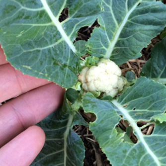 Mini cauliflower varieties are perfect in small areas or pots
