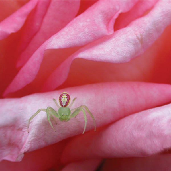 The Garden Guardians – spider on rose