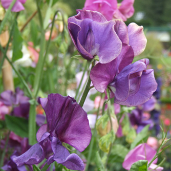 The charming sweet pea in flower