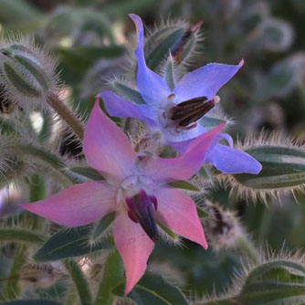 Unusual pink borage flower