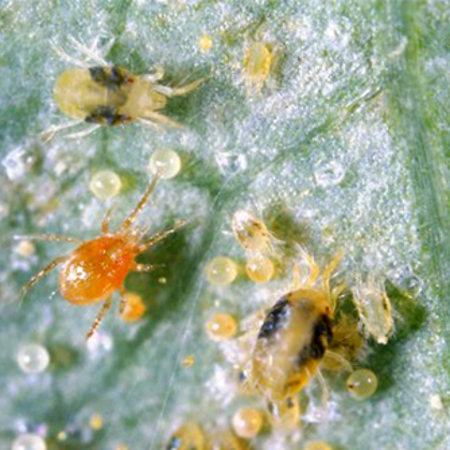 Two-spotted mites (adults, juveniles and eggs) with Pete the predatory persimilis mite (the bright orange one).