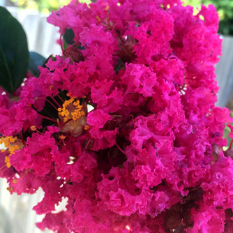 Other colours are available with crepe myrtles including deep pink