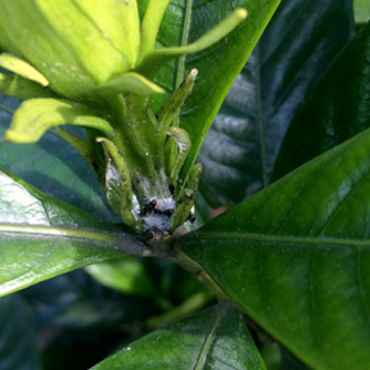 Mealybugs being farmed by ants on gardenia