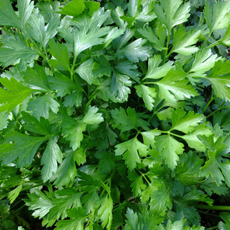 Italian, or flat leaf, parsley