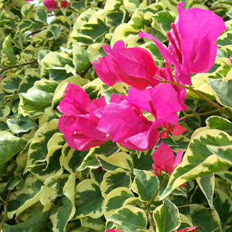 Bougainvillea with variegated foliage