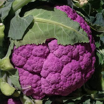 Yes cauliflower can be purple!