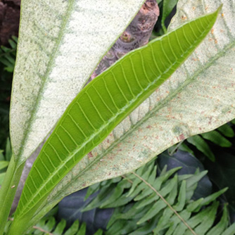Mite damaged frangipani leaves compared with young undamaged leaf