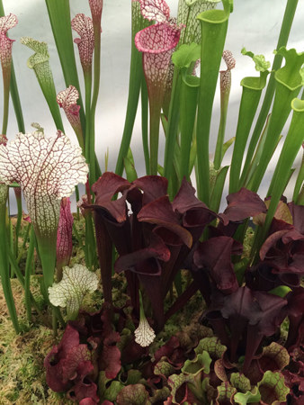 Awesome display of carnivorous plants by Triffid Park