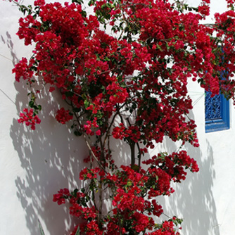 Scarlet red bougainvillea is unmissable against this white wall