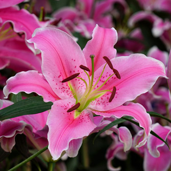 Stunning pink oriental lily
