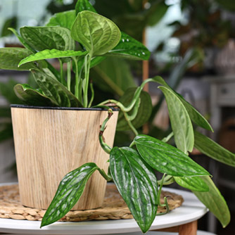 Monstera 'Peru' is a smaller growing plant that benefits from extra humidity