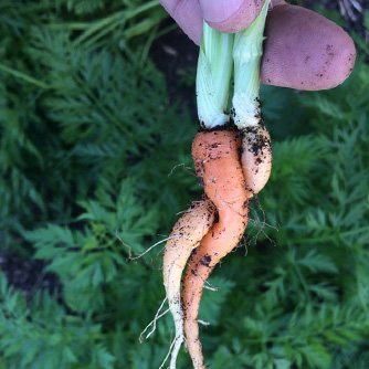 If not thinned out you'll end up with twisted carrots