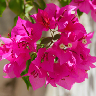 Bougainvilleas are loved for their intense colours