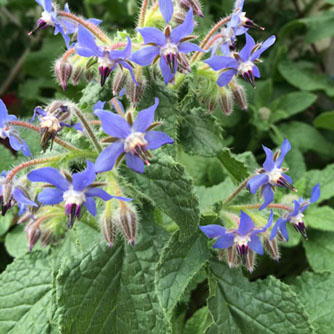 The star-shaped borage flowers sit above the foliage