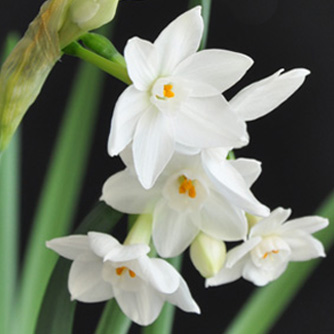 Paperwhite jonquils are highly perfumed