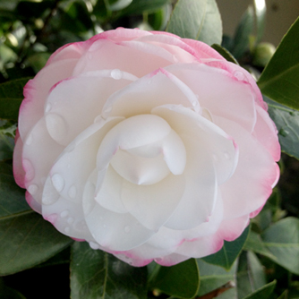 It's easy to see why people love camellias with their elegant flowers