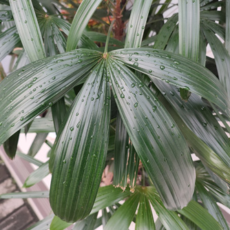 Fan shaped leaves of the lady palm