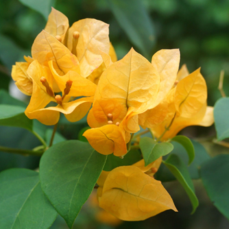 Bougainvilleas are also available in softer tones like this pale orange