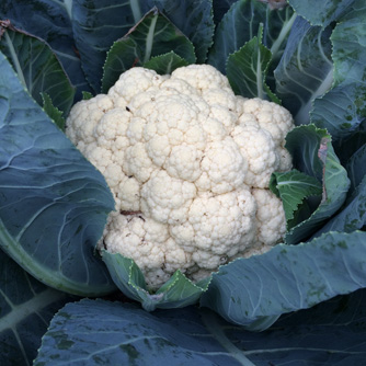 Cauliflower head ready to pick