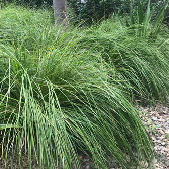 Lomandra always look great when massed planted
