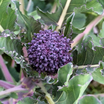 Red Arrrow sprouting broccoli produces many small purple coloured heads