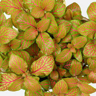 The eye-catching lime green and red veined fittonia