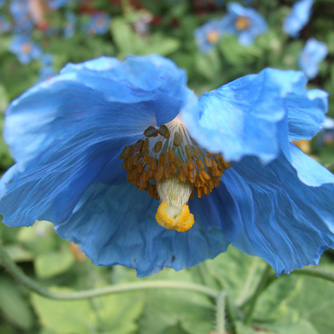 Much loved but much harder to grow is the Blue Himalayan Poppy