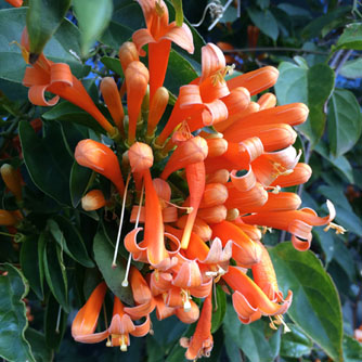 It's impossible to miss the vibrant flowers of the orange trumpet vine