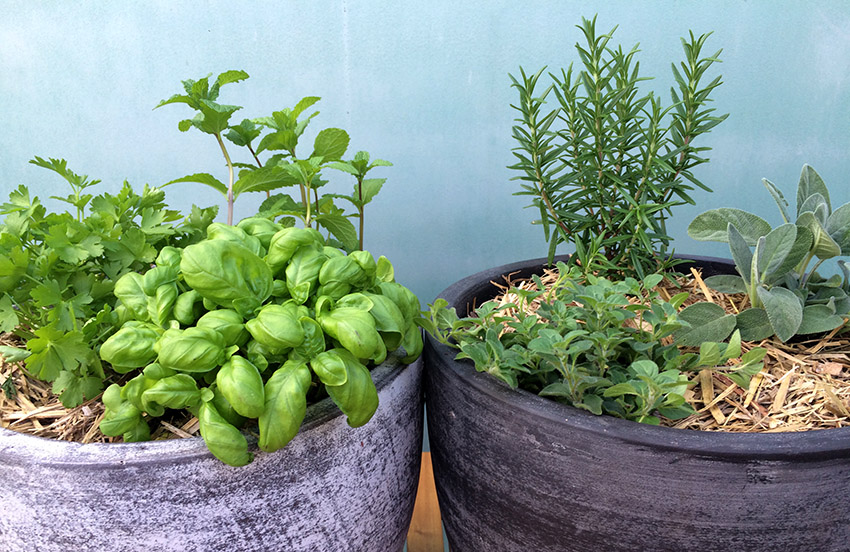 How To Grow a Herb Pots Eco Organic Garden