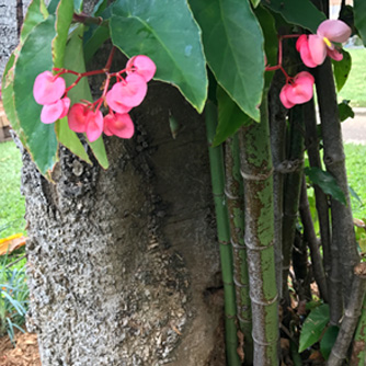 The distinctive stems of a tall growing cane begonia