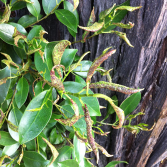 Distorted leaves caused by ficus thrips