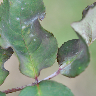 Rose leaves with early powdery mildew