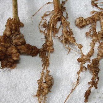 Roots with galls caused by root knot nematodes