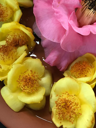 Yellow blooms from the rarely seen Camellia nitidissima