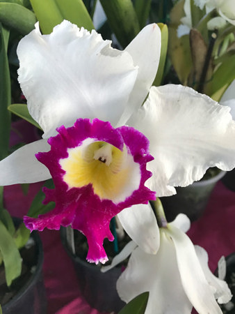 Stunning flower on this Brassolaeliacattleya Blanche Aisaka ‘Yuki’