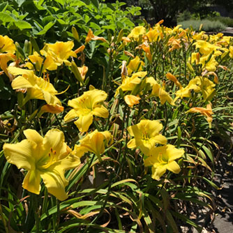 Daylilies look fantastic when mass planted