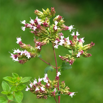 Oregano flowers will attracts bees and other beneficial insects
