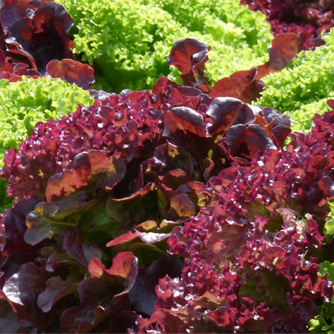 Very distinctive "Lollo Rossa" lettuce with red frilled leaves