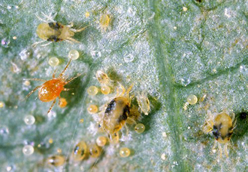 Pete (persimilis predatory mite) on the left with the pale yellow two-spotted mites