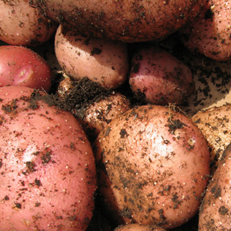 Freshly dug potatoes