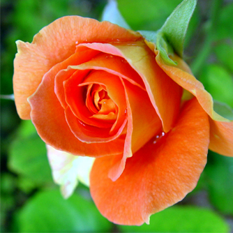 Opening orange rose bud