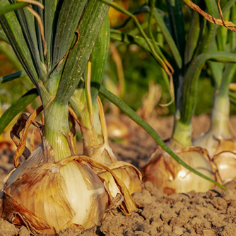 Onions nearly ready for harvesting