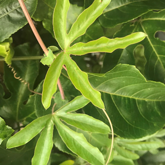Narrow leaves produced by the rootstock on a grafted passionfruit vine