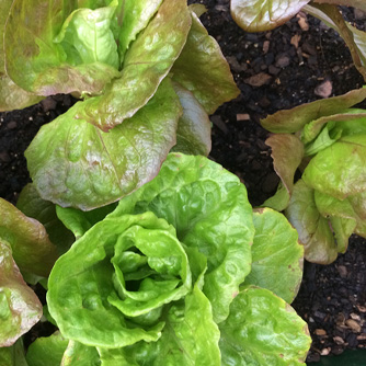 Young green and bronze mignonette lettuces