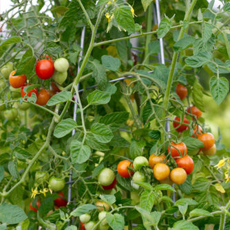 Healthy tomato plant with ripening fruit