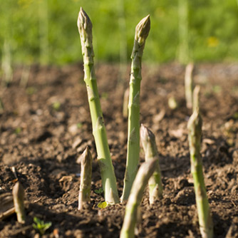 Emerging asparagus spears