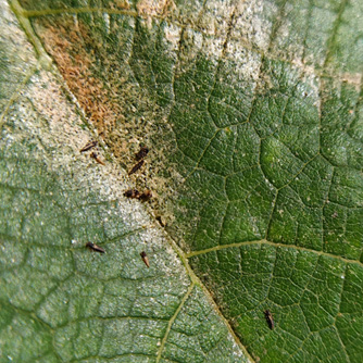 Leaf discolouration caused by feeding thrips