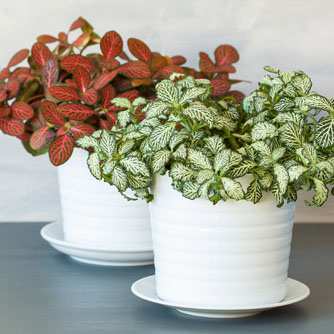 Fittonia are well suited to being grown in small pots