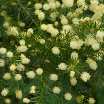 Prickly moses wattle (Acacia verticillata)