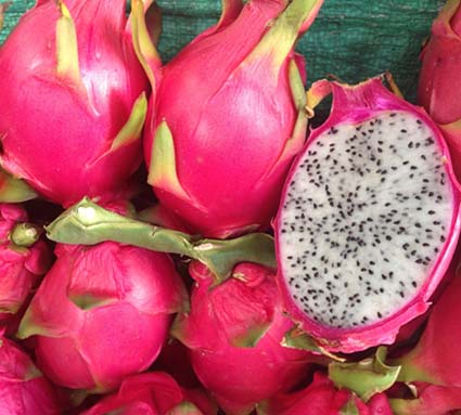 Dragon Fruit Plant Care: How to Grow Dragon Fruit (Pitaya) - Planet Natural